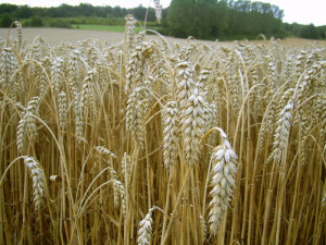 При 90 на сто при продуктите на основата на пшеница в Европа има пестициди
