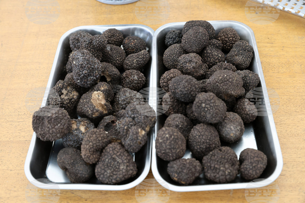 Ловци на трюфели излизат на протест в Русе