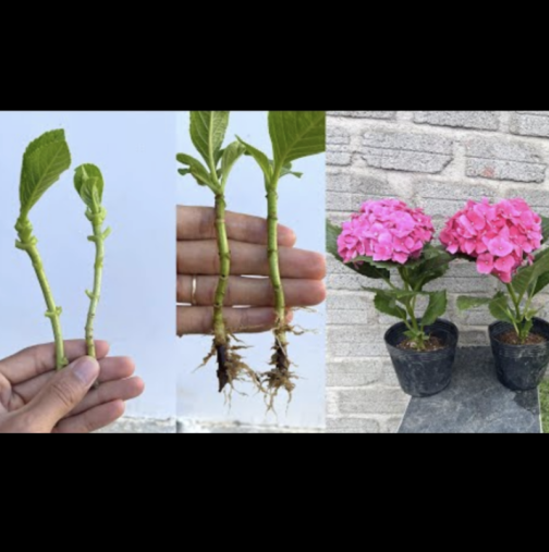 Никога повече няма да си купите хортензия! Ето как ЛЕСНО да я размножите с гарантиран резултат: