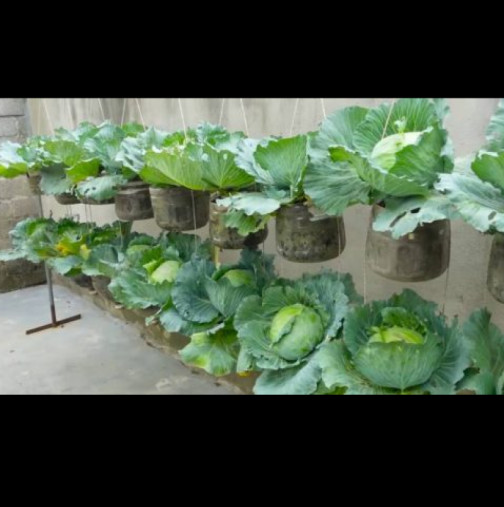 Без мръсотия или болки в гърба. Отглеждам зелките директно в бутилки на балкона – вижте как: