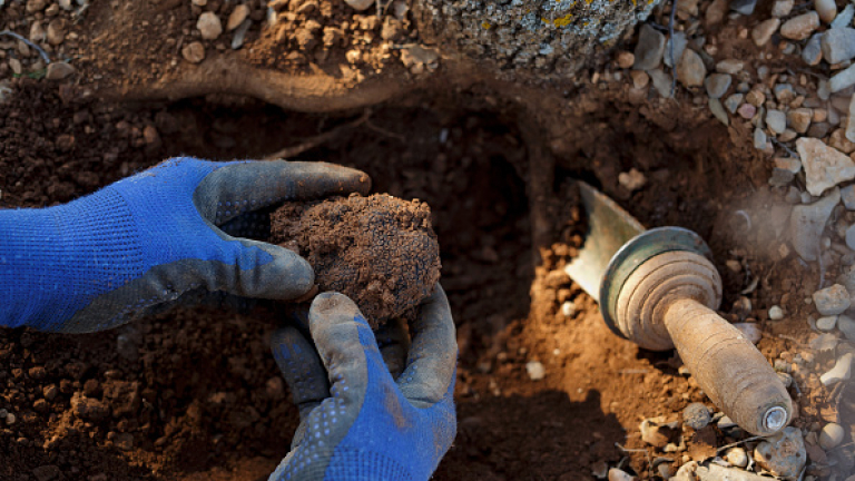 БАБХ спря дейността на склад за изкупуване на трюфели заради липса на документи в Шуменско
