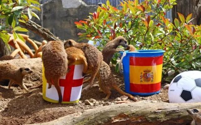 Прогнозата на животните е победа 2:1 за Испания над Англия във финала на Евро 2024