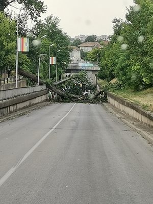 Силна буря събори дървета в Павликенско