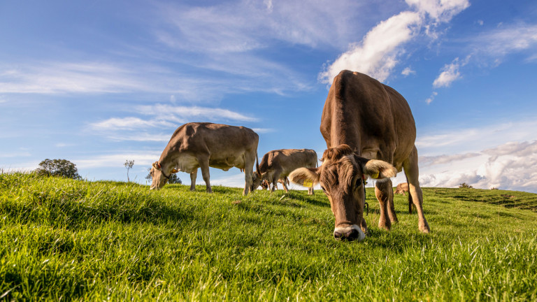 Мъж опита да отрови кравите на свой съсед в Кърджалийско