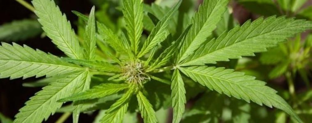 Иззеха енергийни напитки и дъвки с вкус на канабис от магазин в София