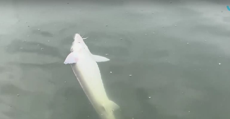 Десетки мъртви риби изплуваха в развъдник в язовир „Копринка“