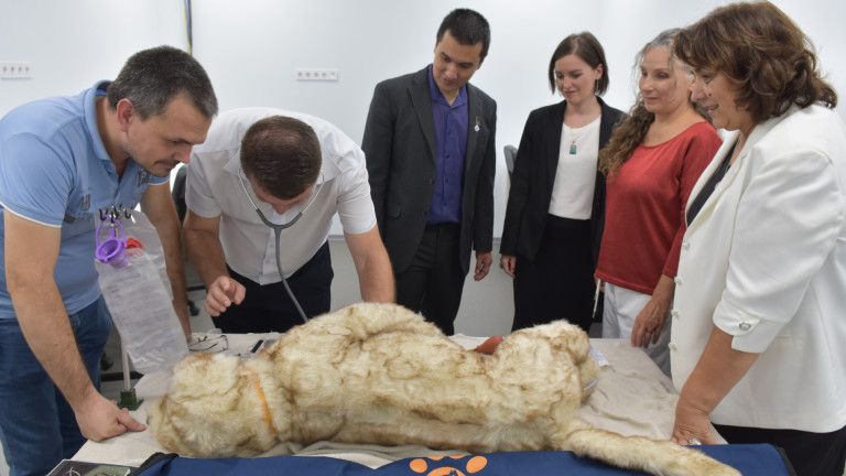 Куче робот ще замести опитните животни във ветеринарния факултет на ЛТУ