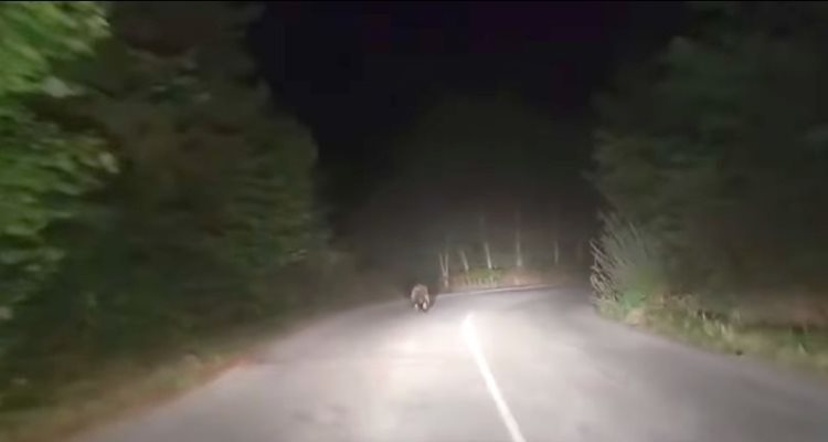 Голяма мечка слезе на пътя Девин – Борино, тича пред бивш зам.- кмет (Видео)