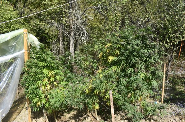 Иззеха над килограм канабис и метамфетамин в Софийско от осъждан бургазлия (Снимки)