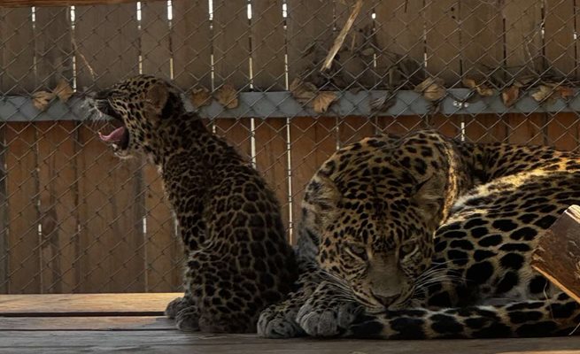 Варненският зоокът има нов обитател – леопардчето Марго