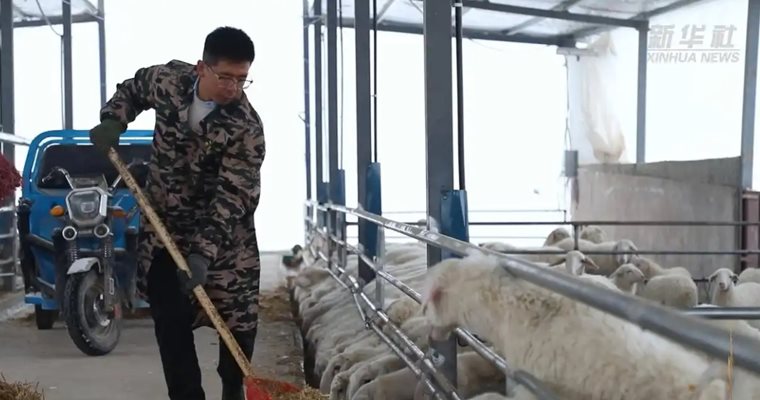 КМГ: Мечтата на един млад пастир