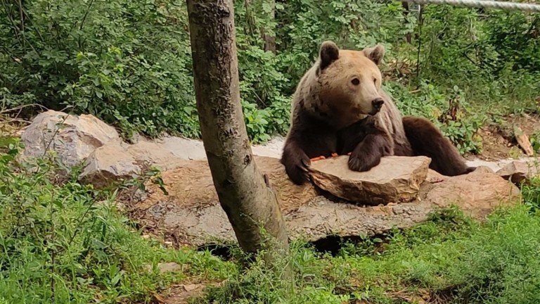 Мечка нападна жена край словенската столица Любляна