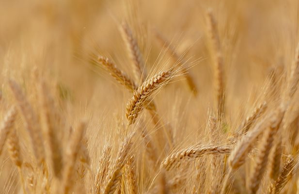 ЕС намалява вноса на пшеница и захар от Украйна с до 80%